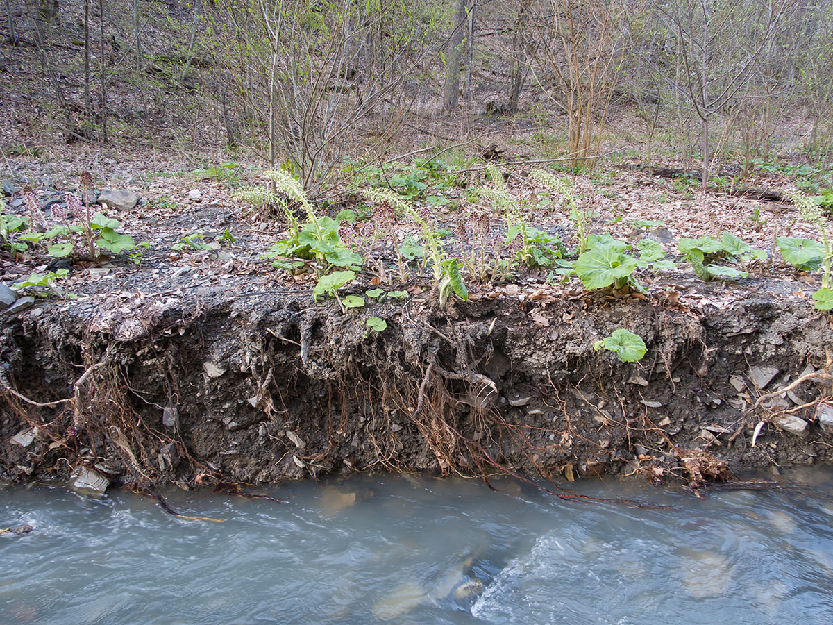 Щель Курортная, image of landscape/habitat.