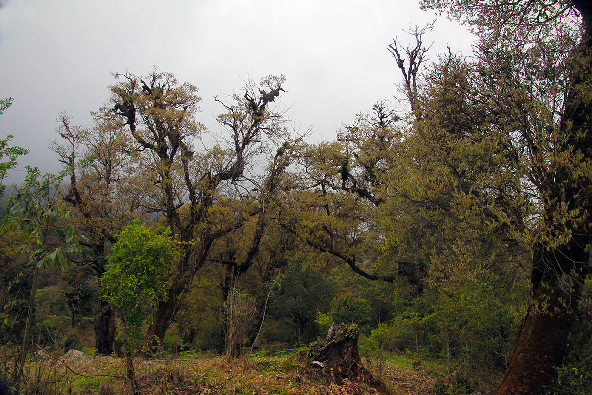 Ботанический сад Бутана, image of landscape/habitat.