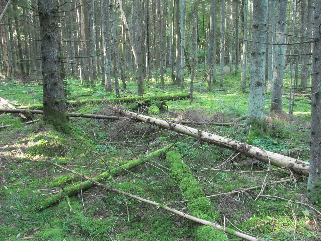 Лес Черемшово, image of landscape/habitat.