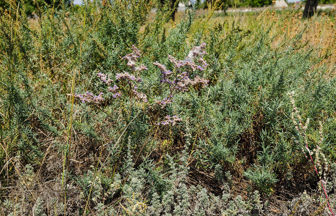 Акъяр, image of landscape/habitat.