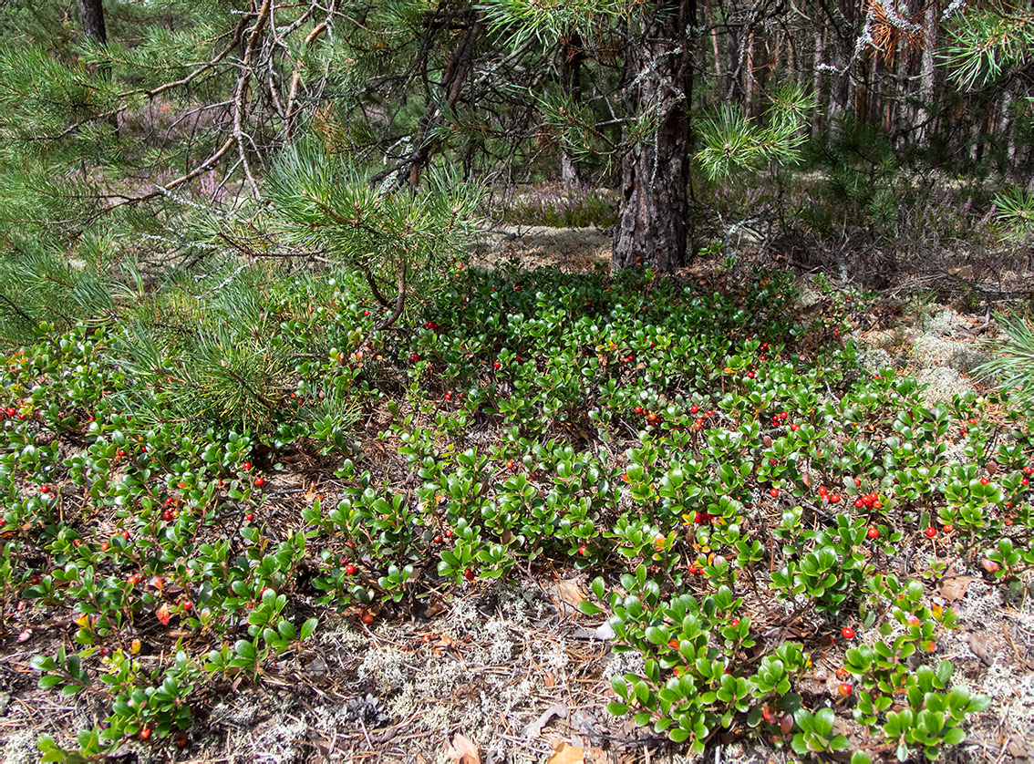 Бурцево, image of landscape/habitat.