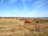 Балка Ольховая, image of landscape/habitat.