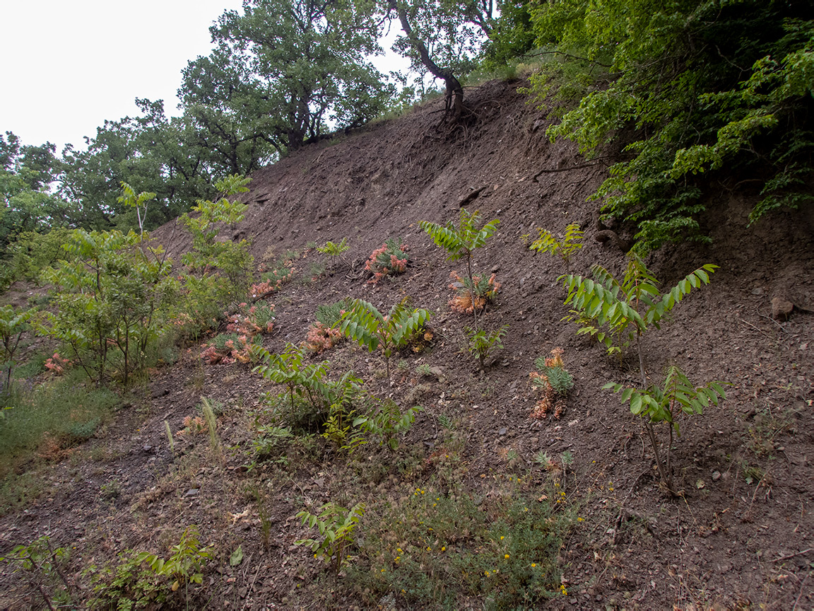 Долина реки Сотера, image of landscape/habitat.