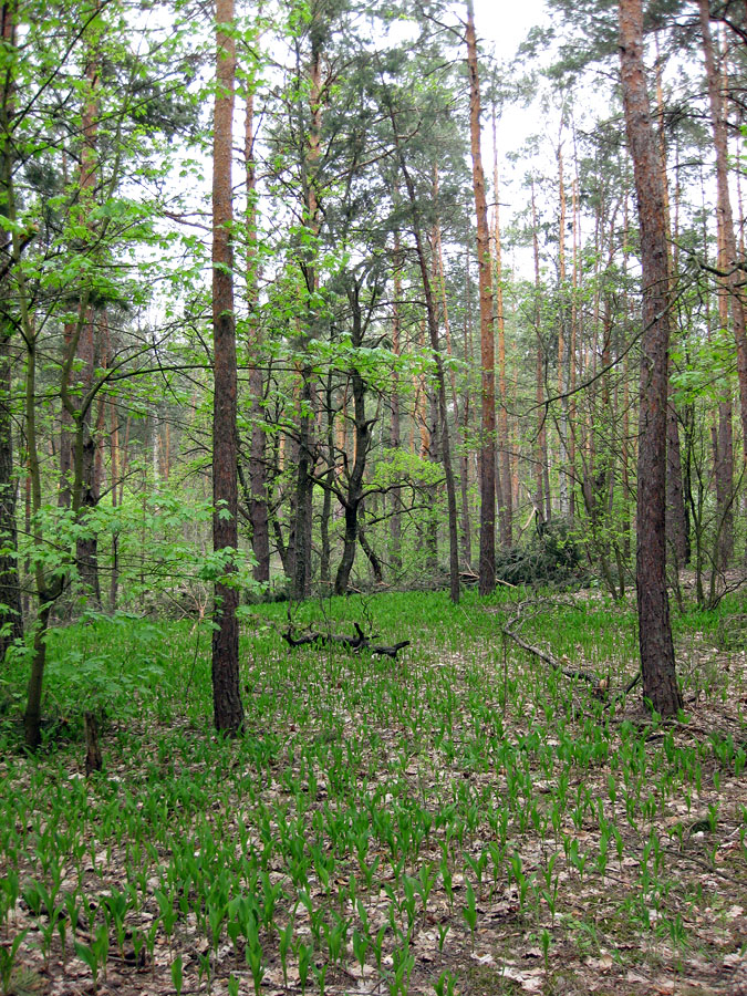 Лесники, боровая часть, image of landscape/habitat.