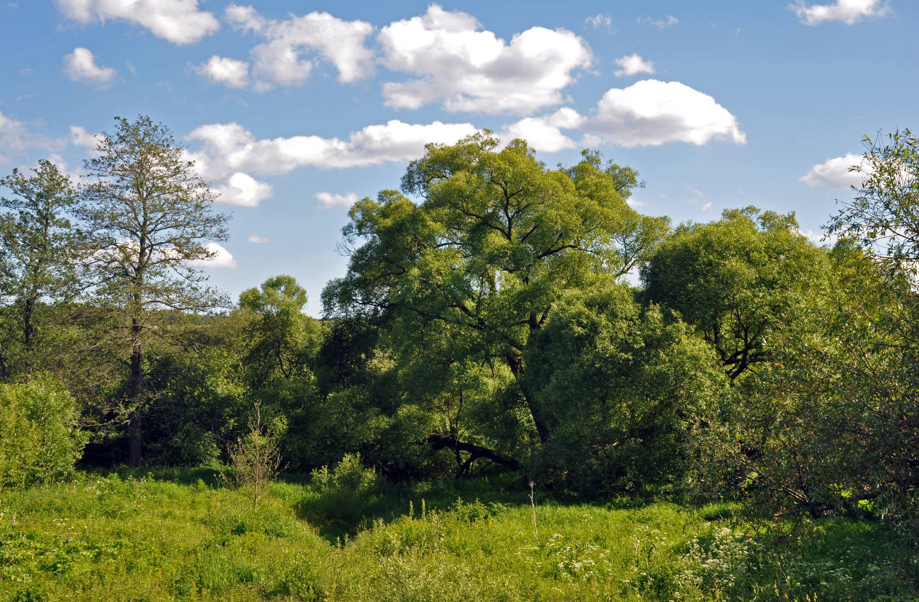 Долина реки Вашана, image of landscape/habitat.