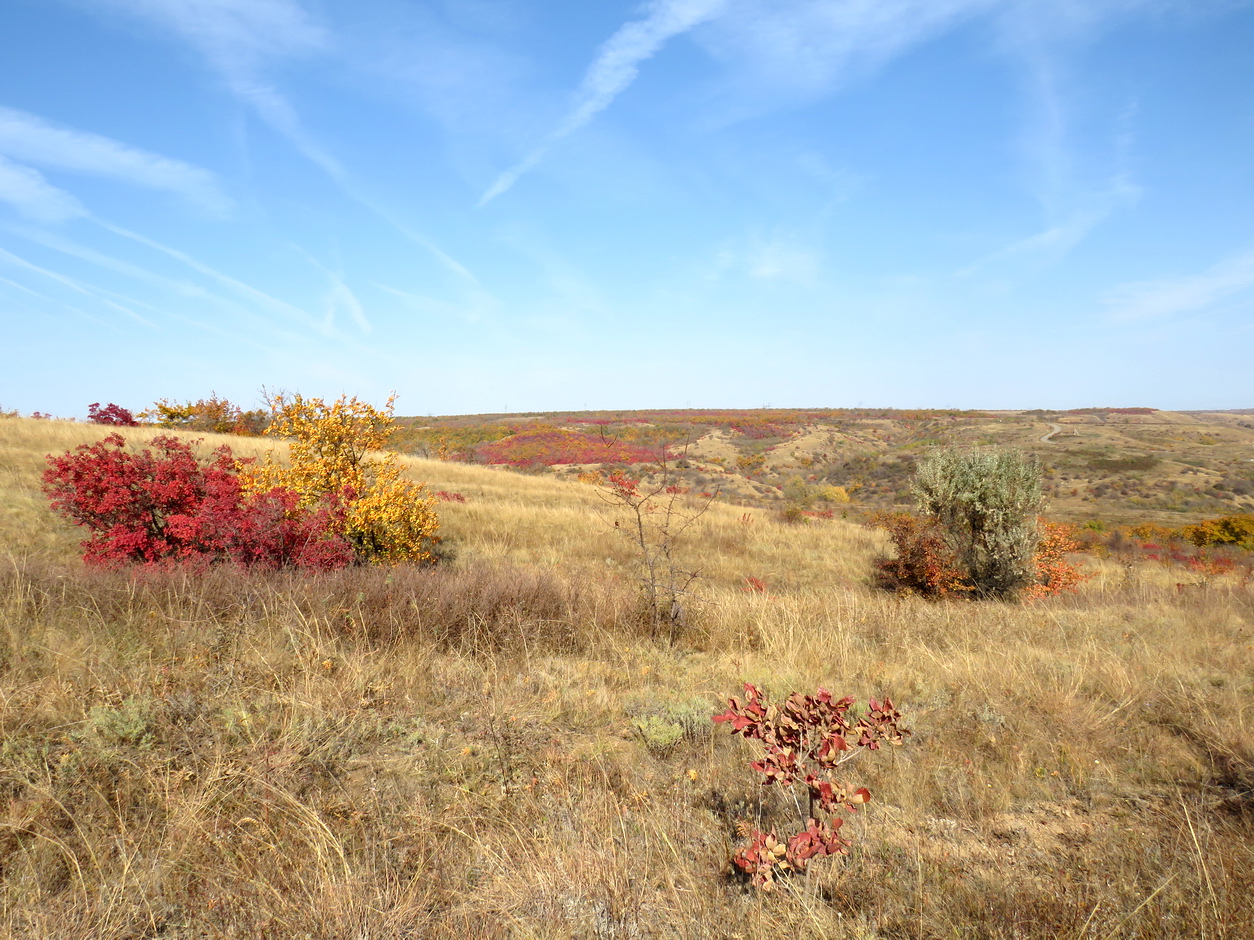 Балка Ольховая, image of landscape/habitat.