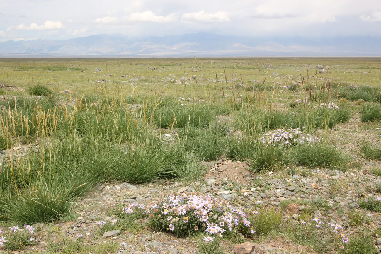 Тархатинские мегалиты, image of landscape/habitat.