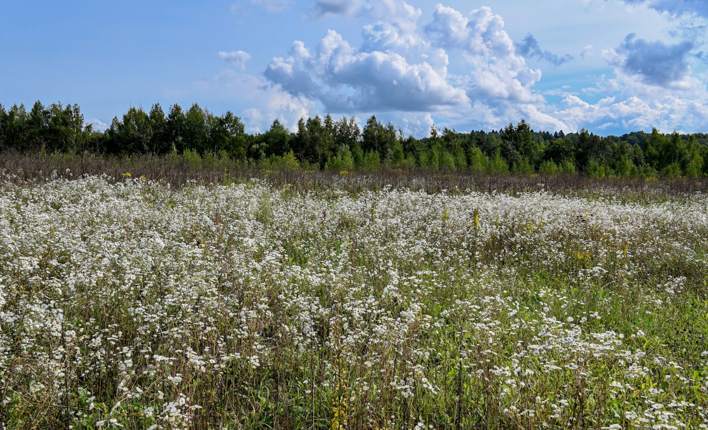 Окрестности города Звенигород, image of landscape/habitat.