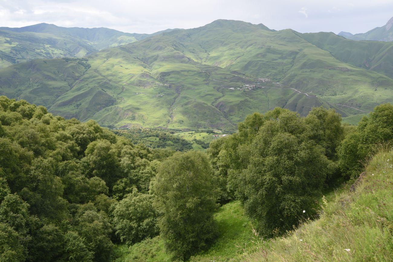 Лес между Хакмадой и Хочелдой, image of landscape/habitat.