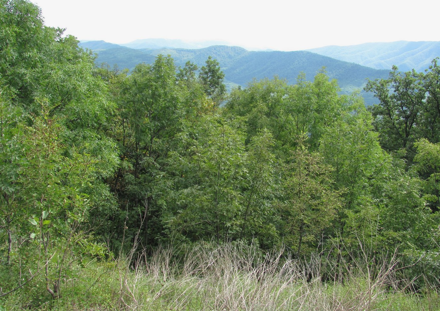 Гора Западный Папай, image of landscape/habitat.