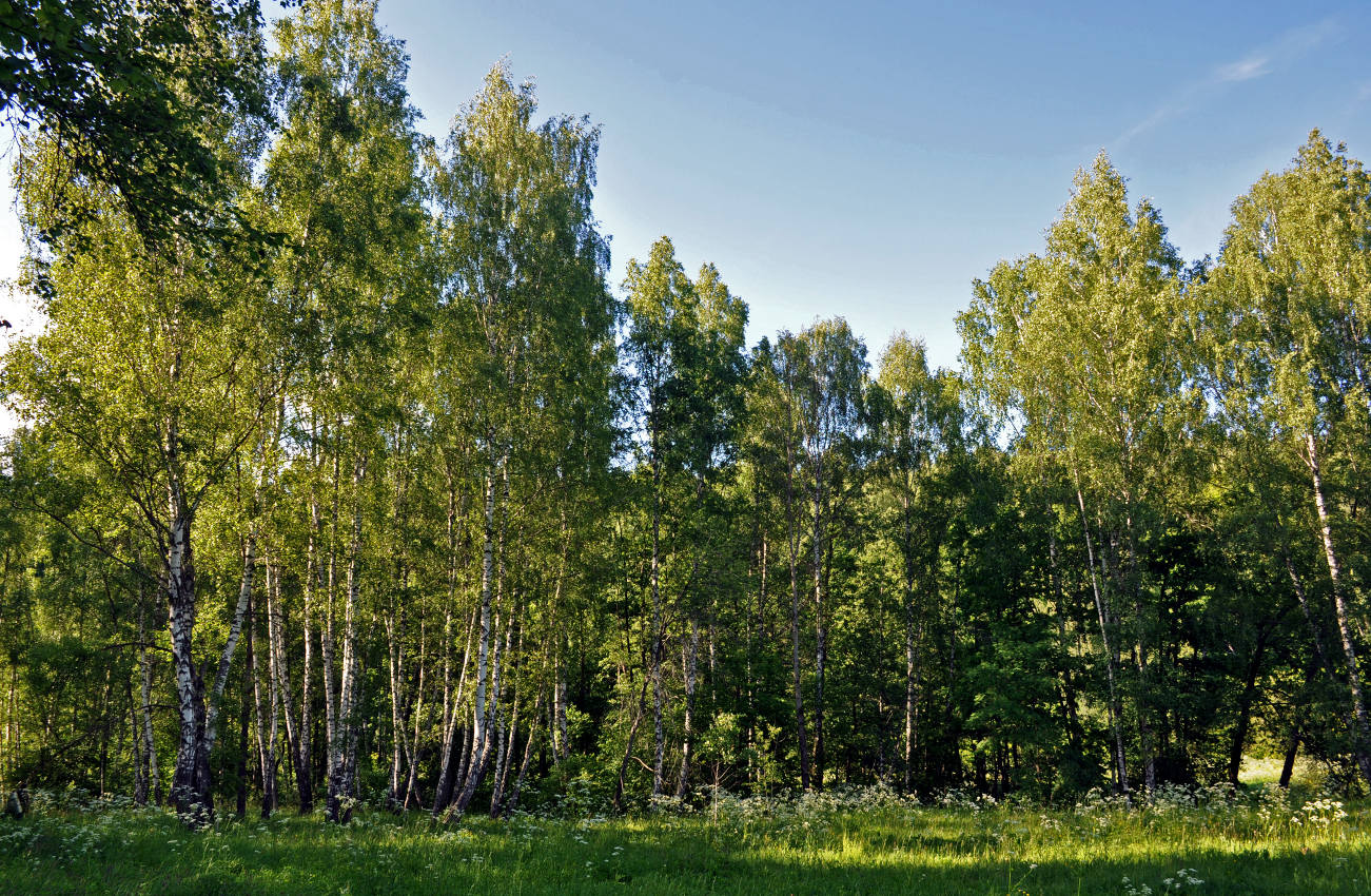 Долина реки Вашана, image of landscape/habitat.