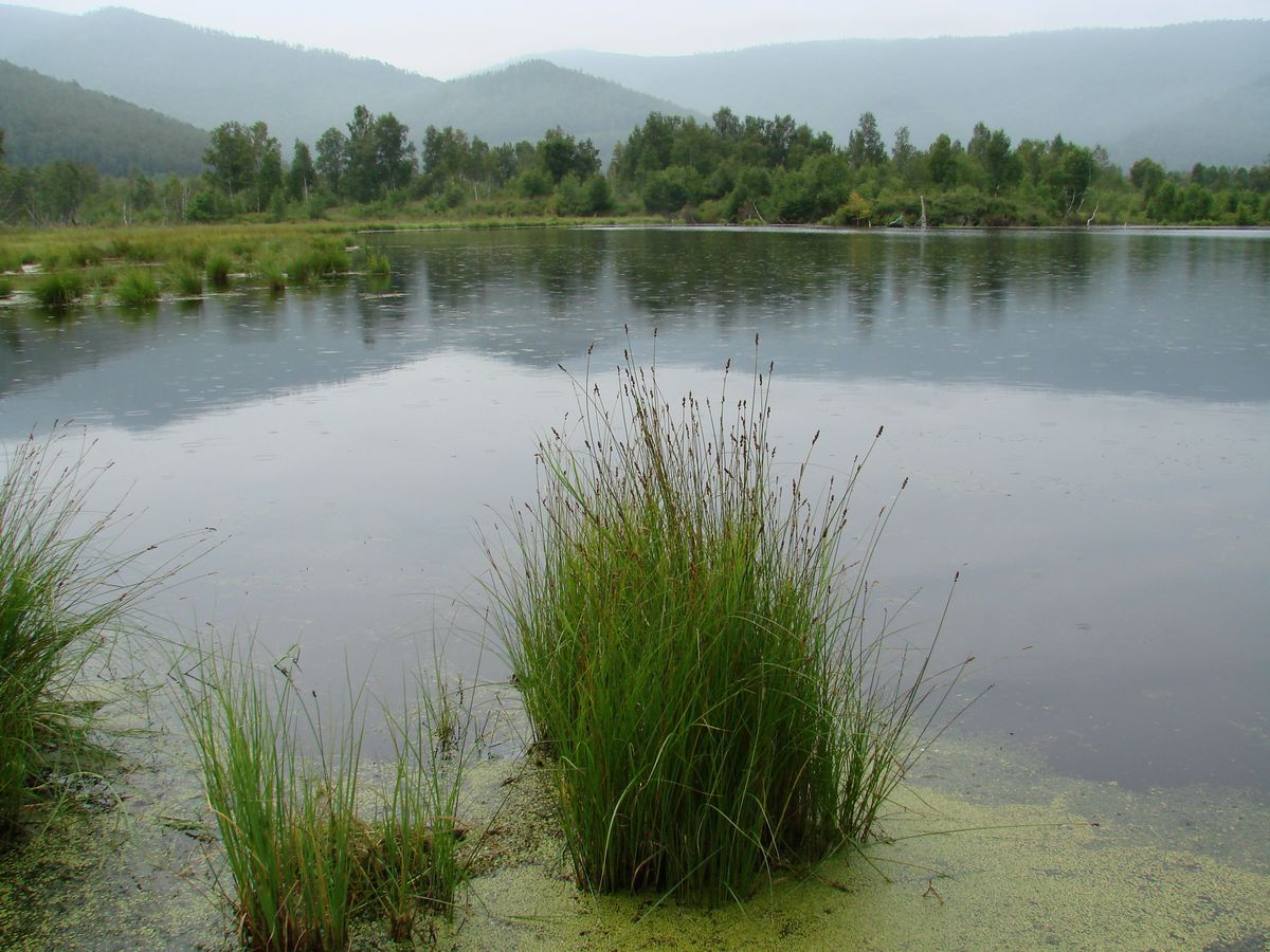 Мыс Шаманский, image of landscape/habitat.