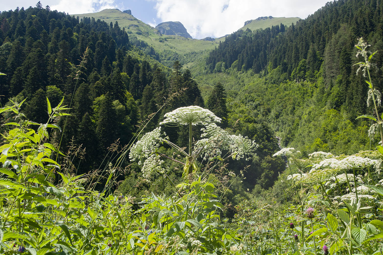 Имеретинское ущелье, image of landscape/habitat.