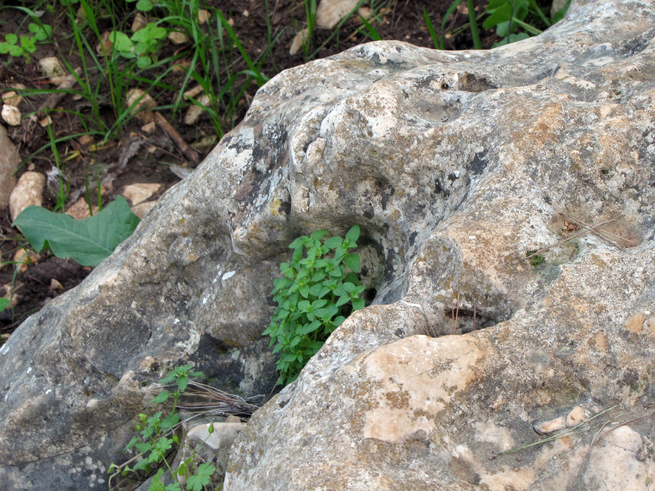 Горы Гильбоа, image of landscape/habitat.