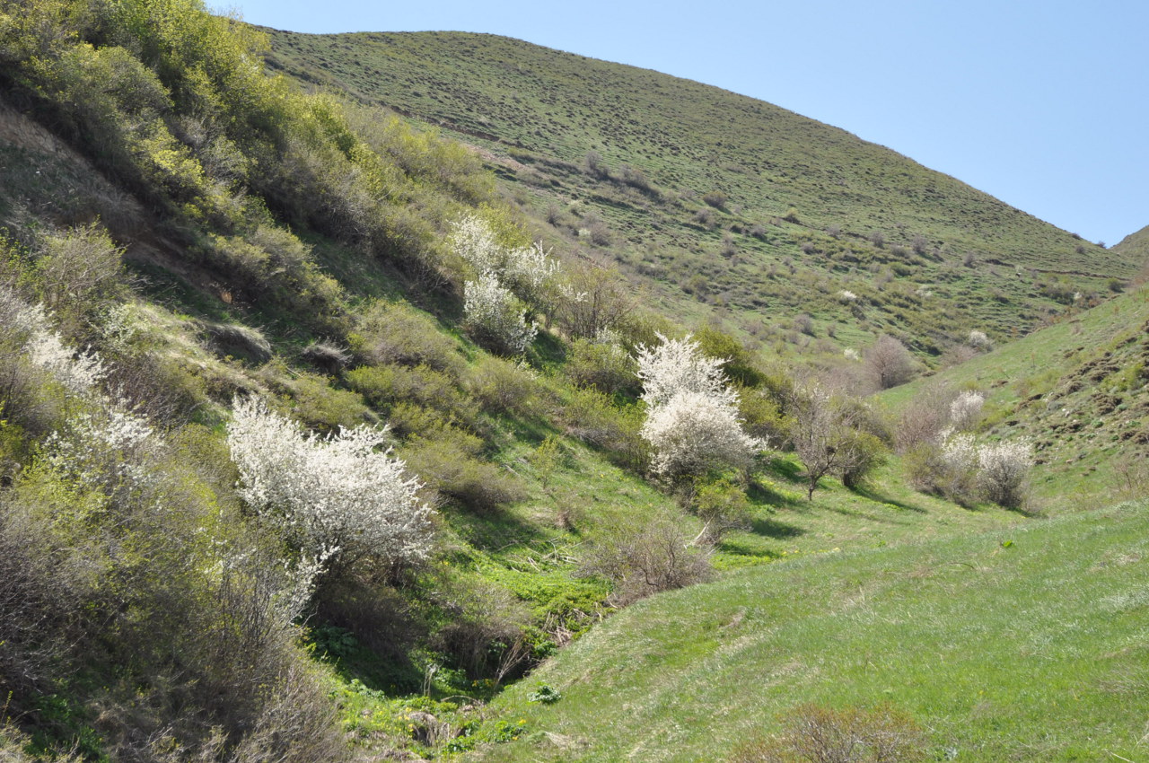 Спитакавор, image of landscape/habitat.