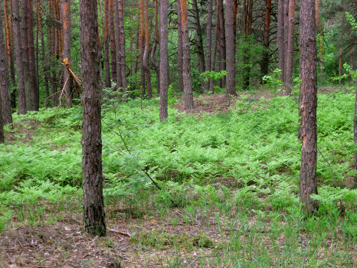 Лесники, боровая часть, image of landscape/habitat.