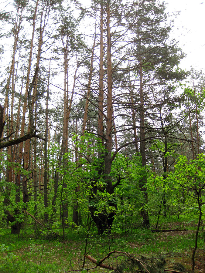 Лесники, боровая часть, image of landscape/habitat.