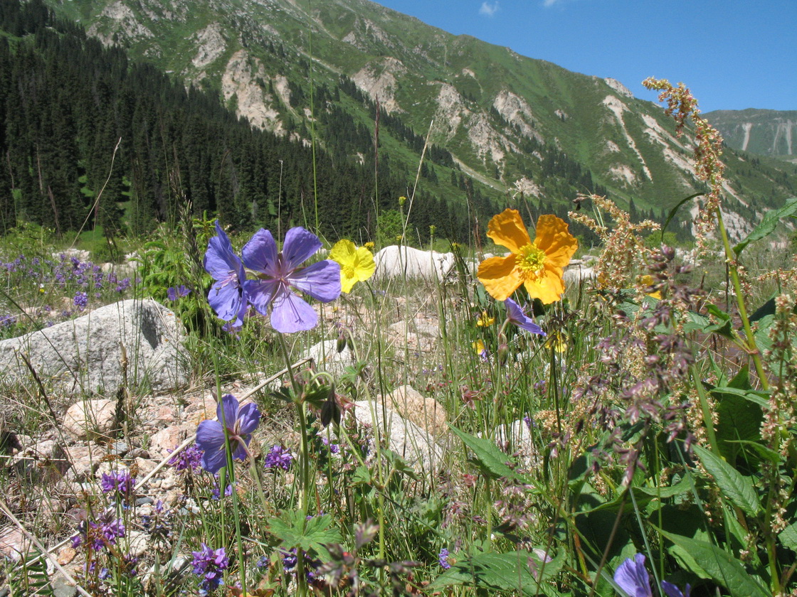 Большое Алматинское ущелье, image of landscape/habitat.