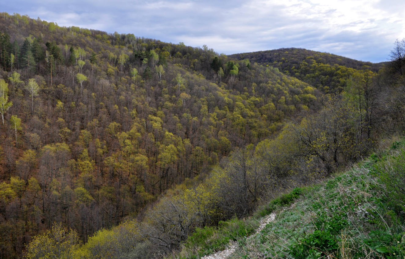 Гора Верблюд, image of landscape/habitat.