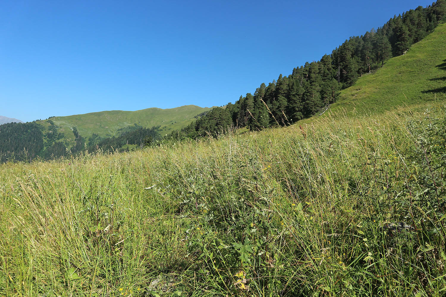 Долина реки Загедан, image of landscape/habitat.