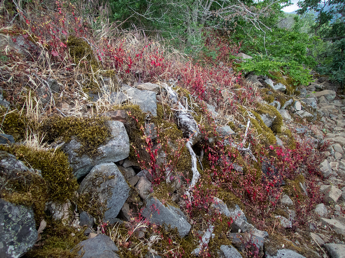 Аюдаг, image of landscape/habitat.