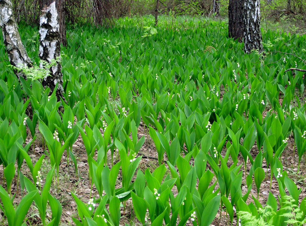 Лесники, боровая часть, image of landscape/habitat.