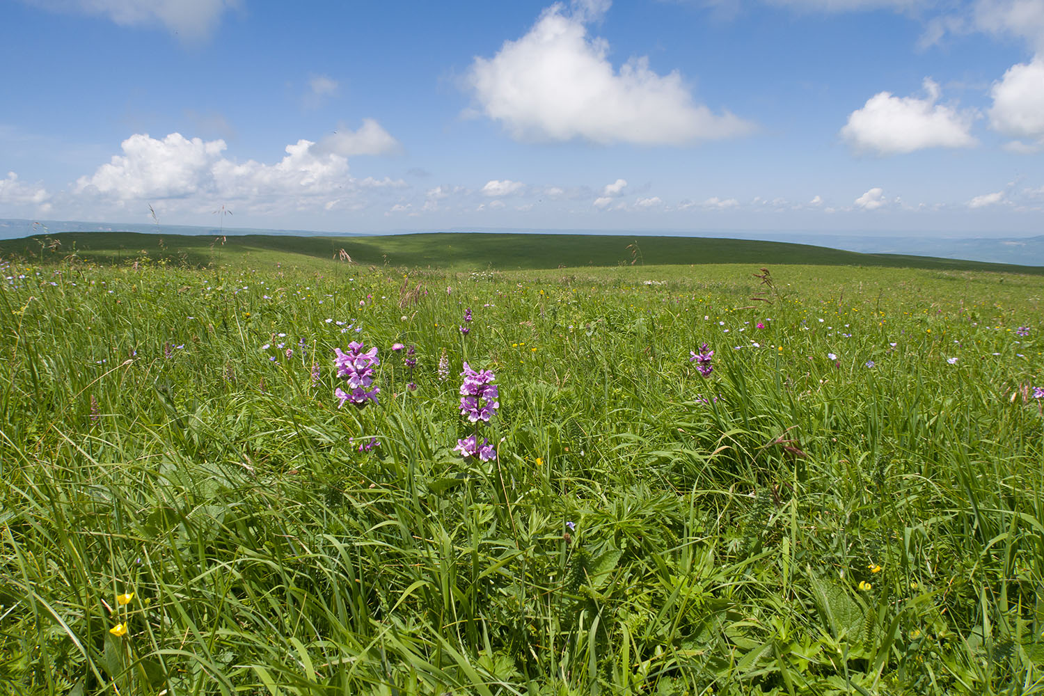 Джисса, image of landscape/habitat.