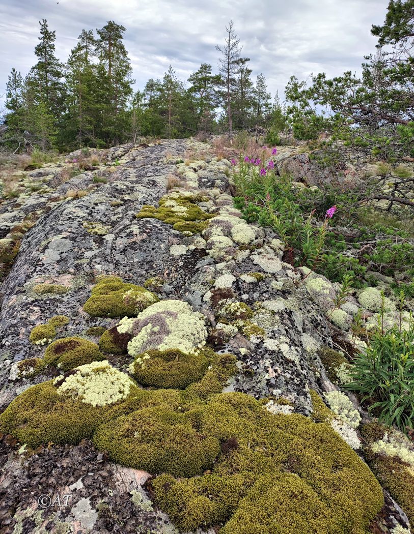 Остров Сюскюянсаари, image of landscape/habitat.