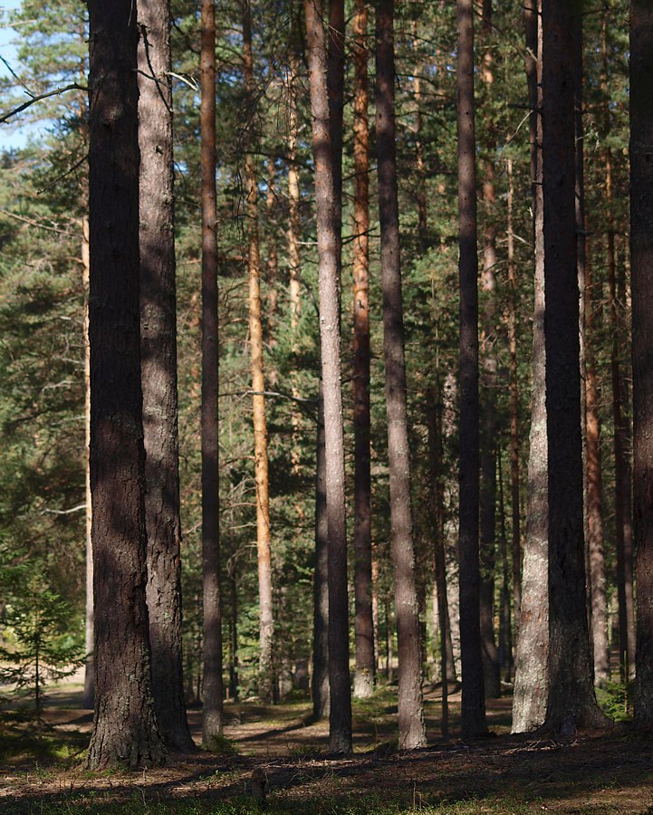 Лемболово, image of landscape/habitat.