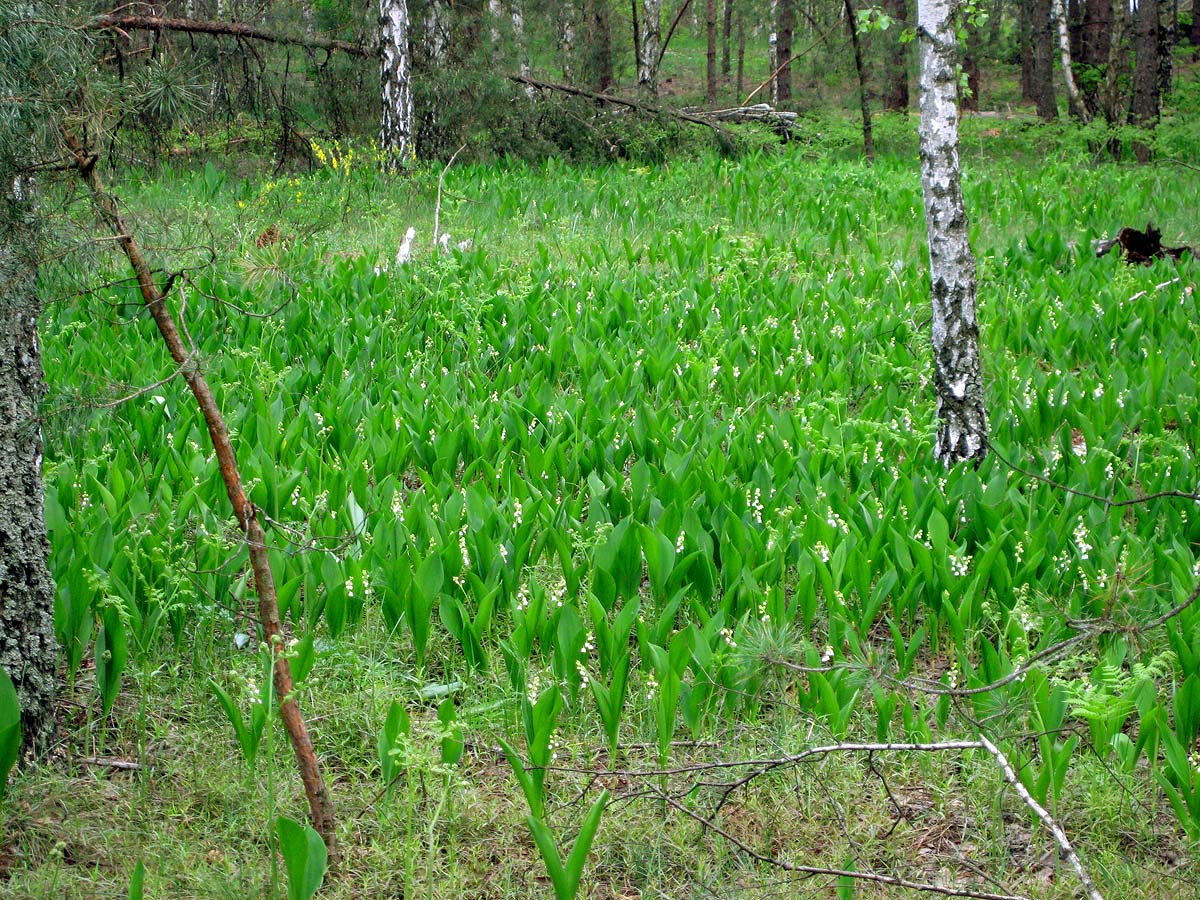 Лесники, боровая часть, image of landscape/habitat.