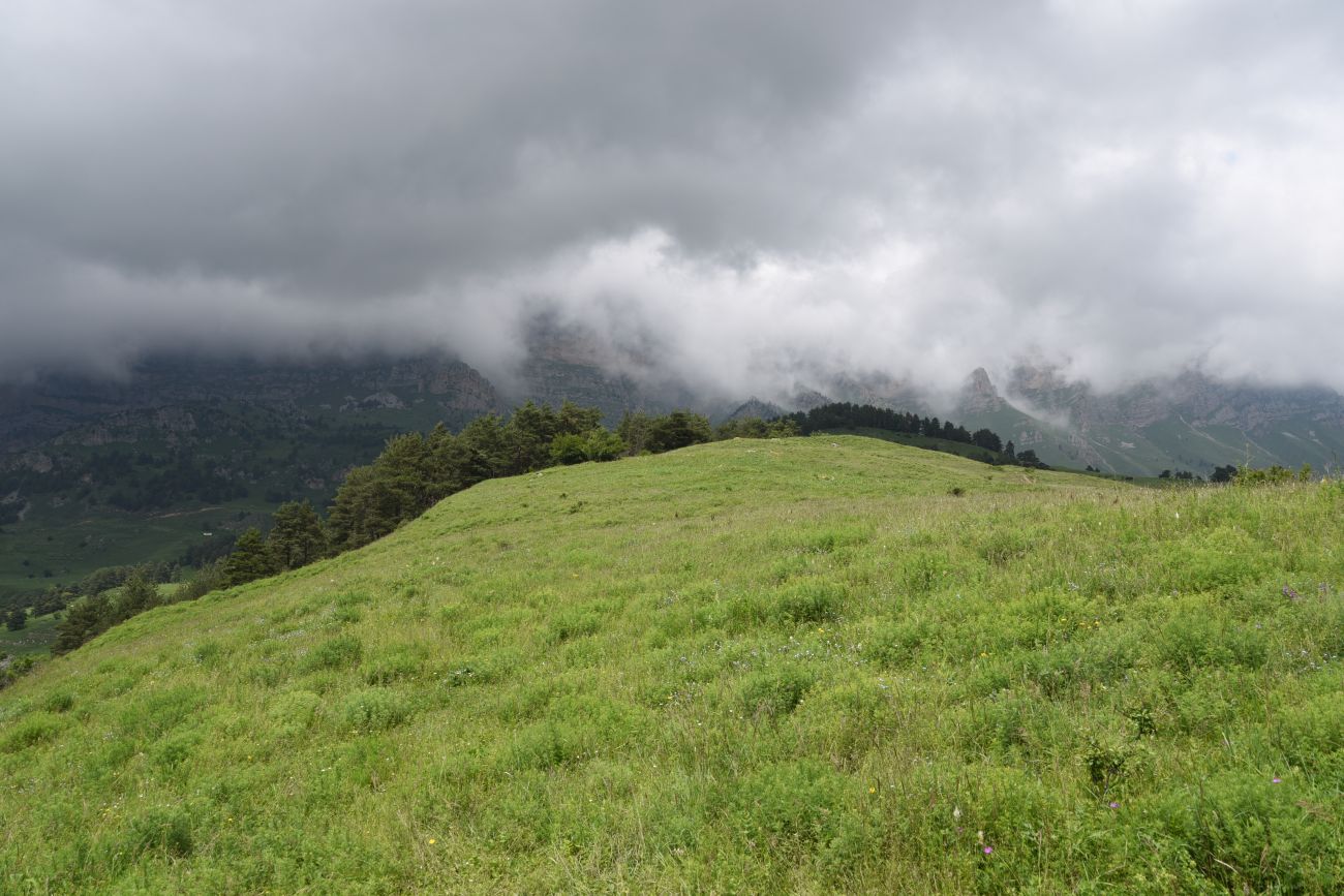 Окрестности урочища Цхаралте, image of landscape/habitat.