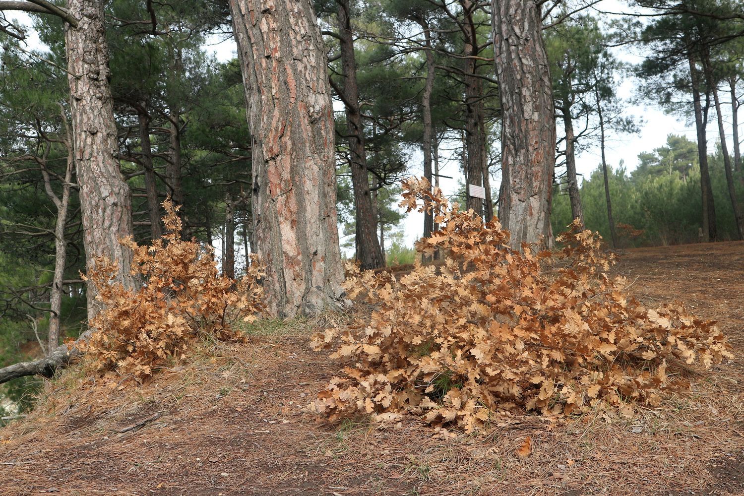 Голубая Бездна, image of landscape/habitat.