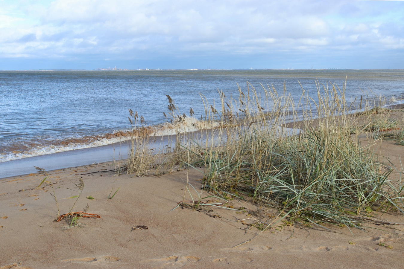 Большая Ижора, image of landscape/habitat.