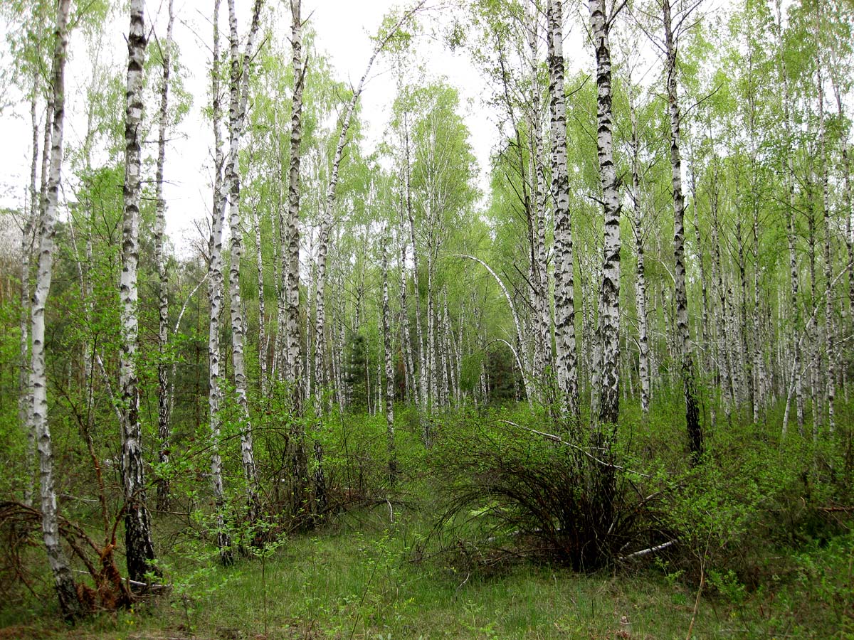 Лесники, боровая часть, image of landscape/habitat.