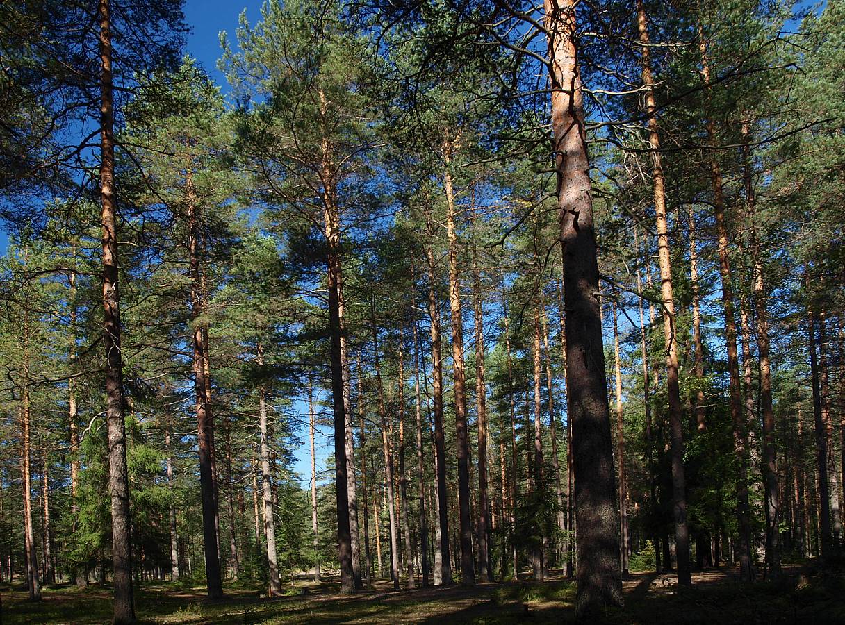 Хвойный лес в Мордовии