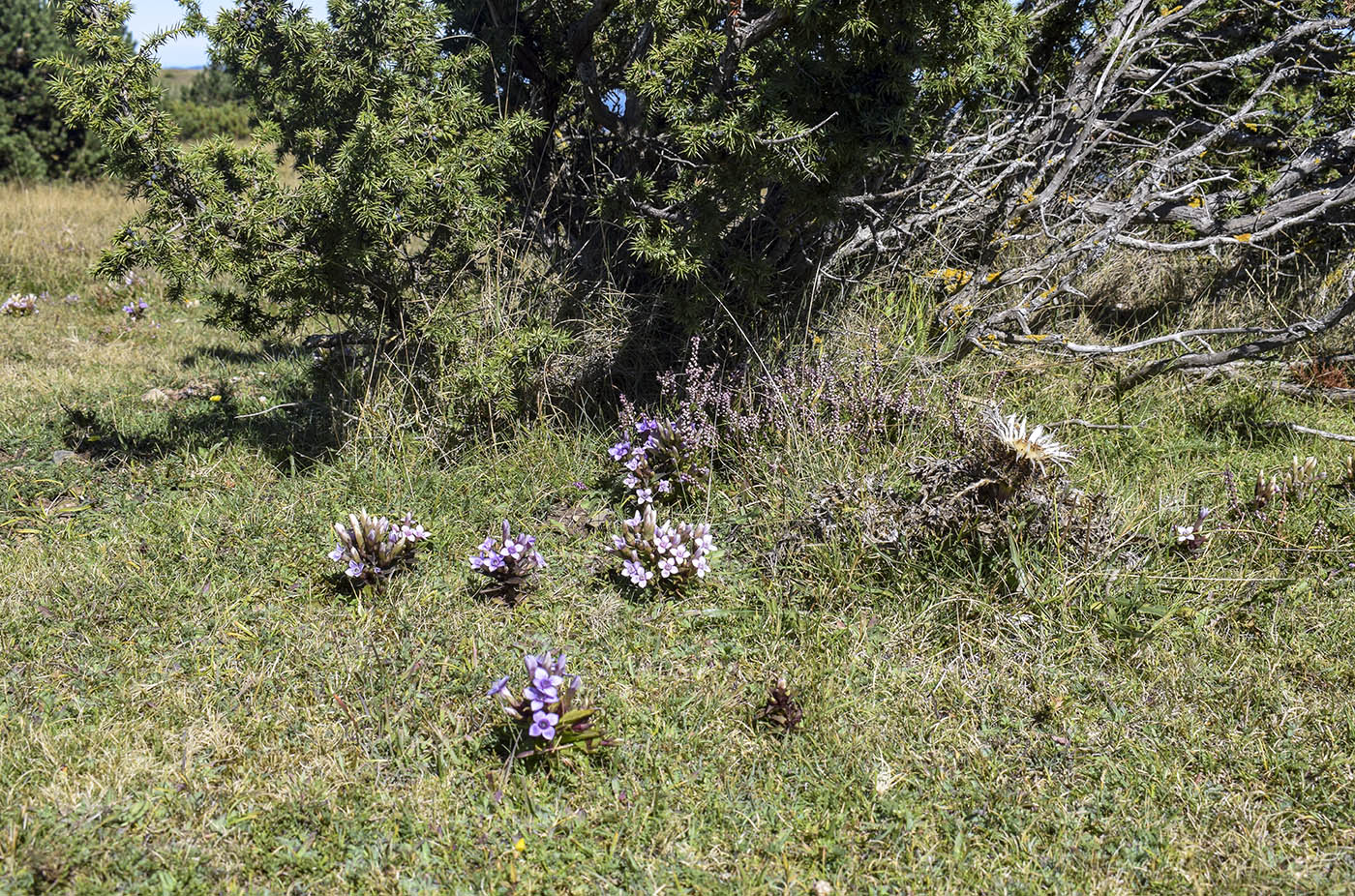 Перевал Коль-де-Арес, image of landscape/habitat.