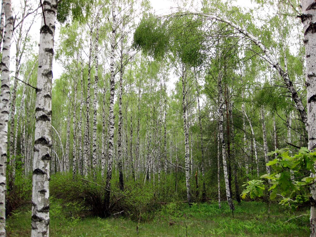 Лесники, боровая часть, image of landscape/habitat.