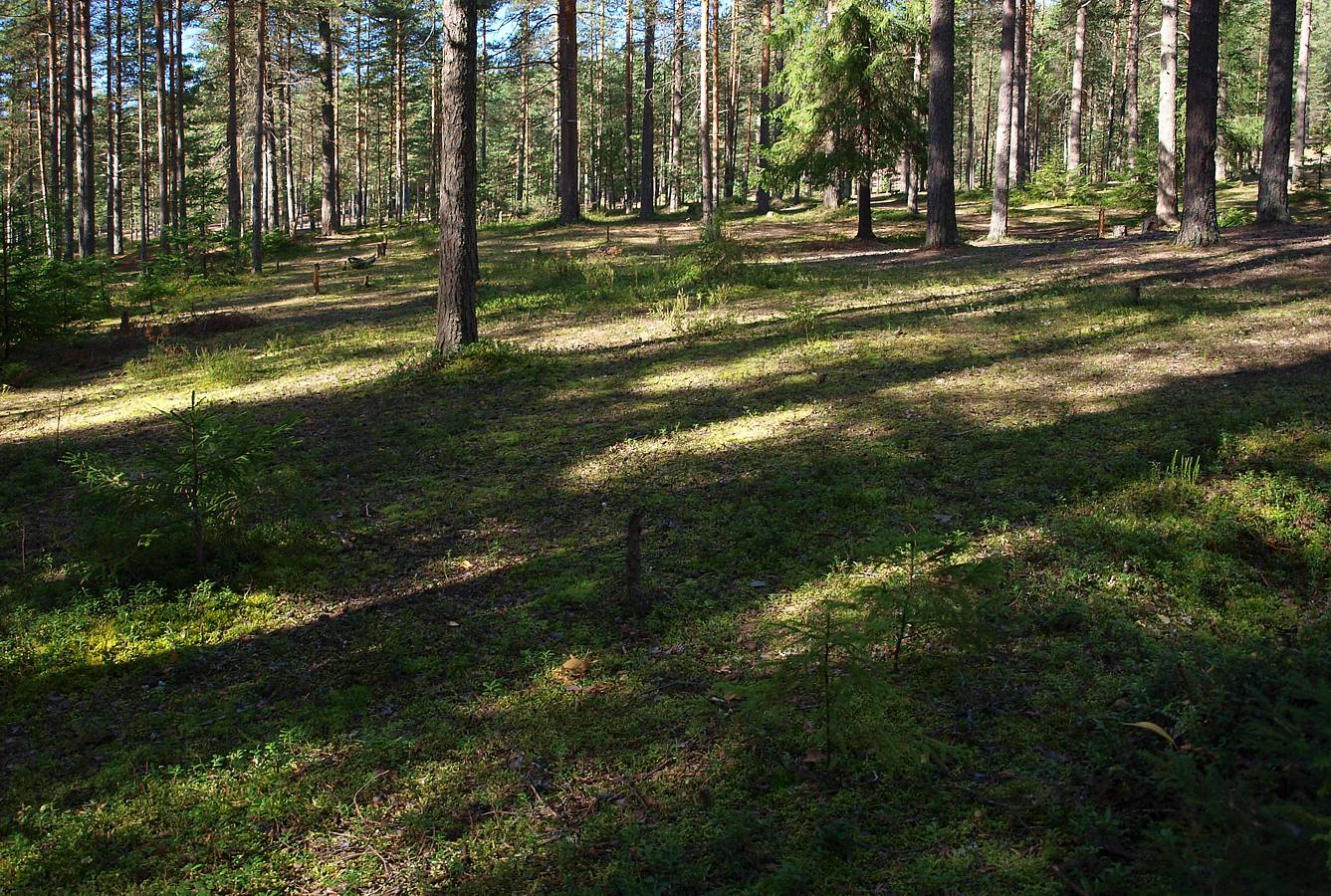 Лемболово, image of landscape/habitat.