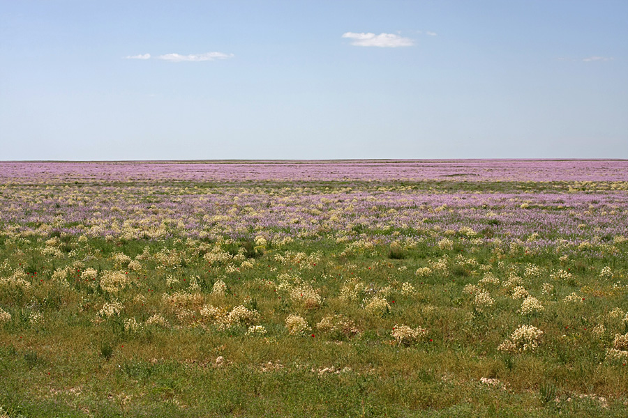 Задарьинская степь, image of landscape/habitat.