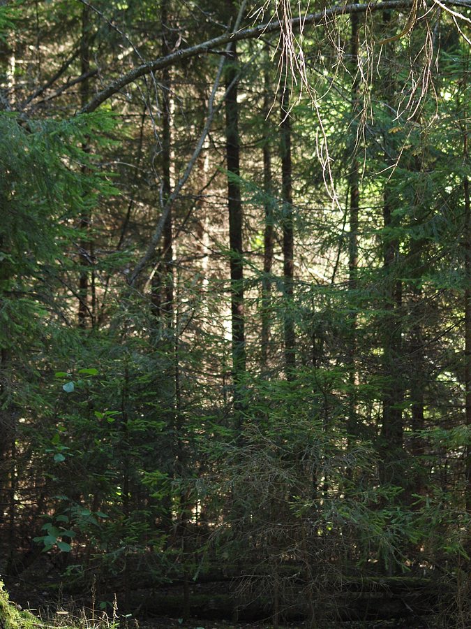 Лемболово, image of landscape/habitat.