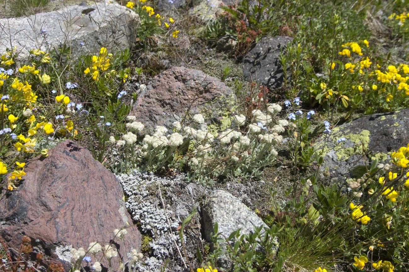 Долина реки Терскол, image of landscape/habitat.