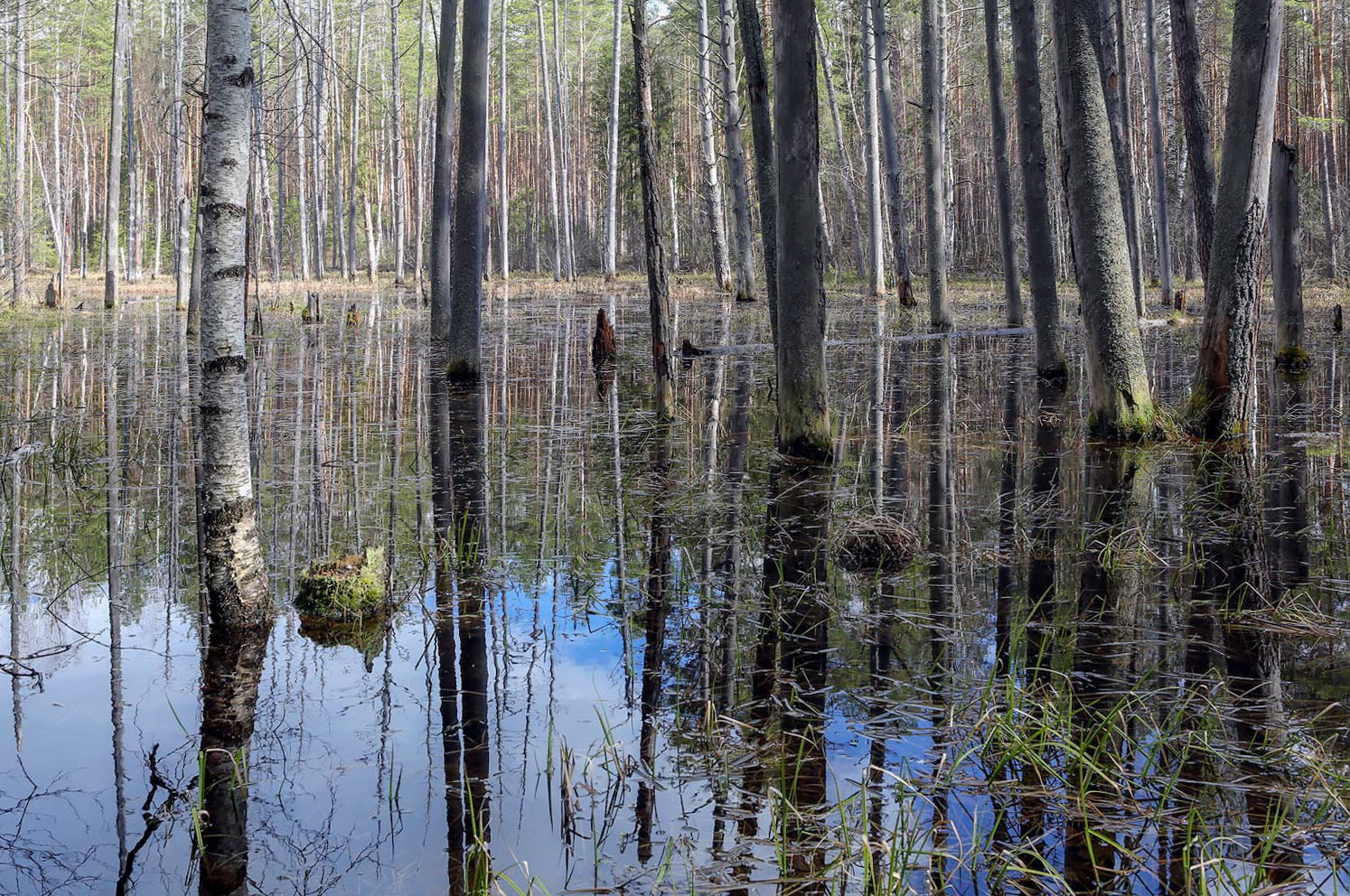 Кунчурихинский бор, image of landscape/habitat.