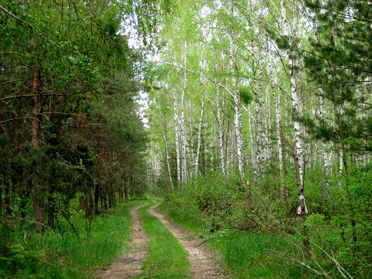 Лесники, боровая часть, image of landscape/habitat.