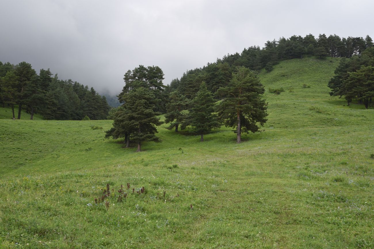 Окрестности урочища Никойте, image of landscape/habitat.