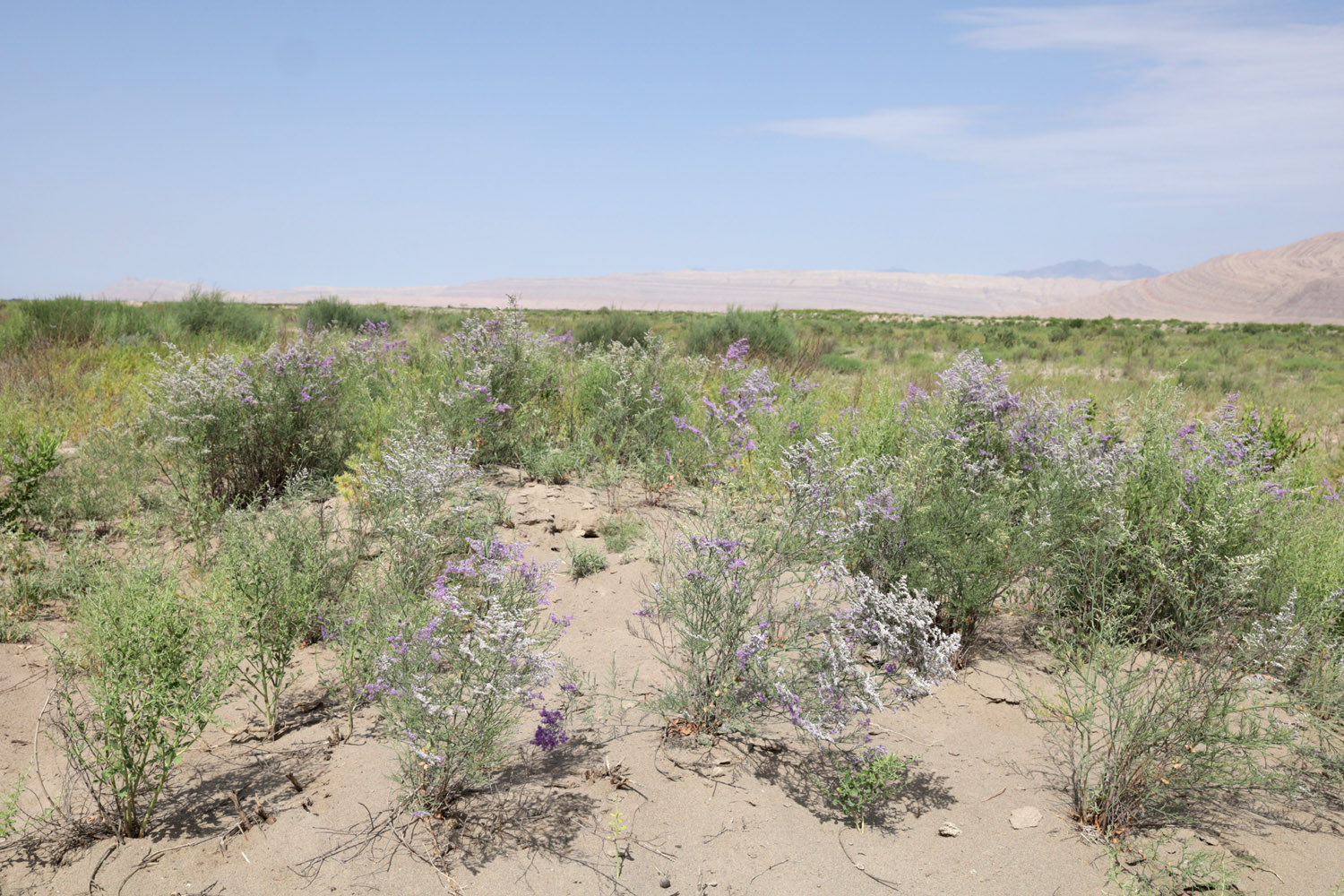 Окрестности кишлака Шадаказык, image of landscape/habitat.