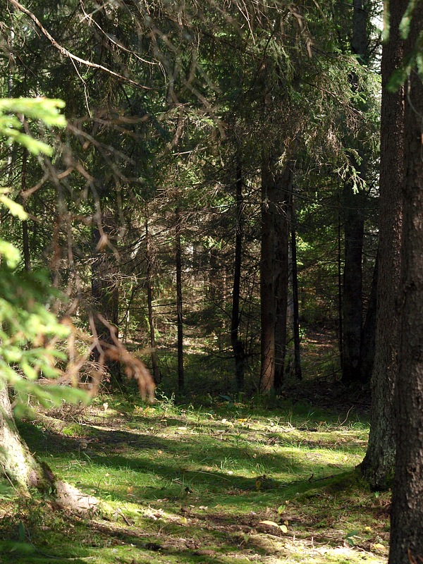 Лемболово, image of landscape/habitat.