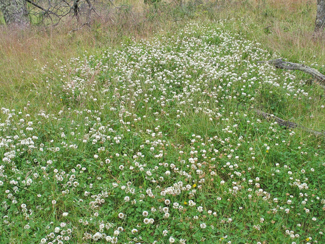 Ледник Перито Морено, image of landscape/habitat.