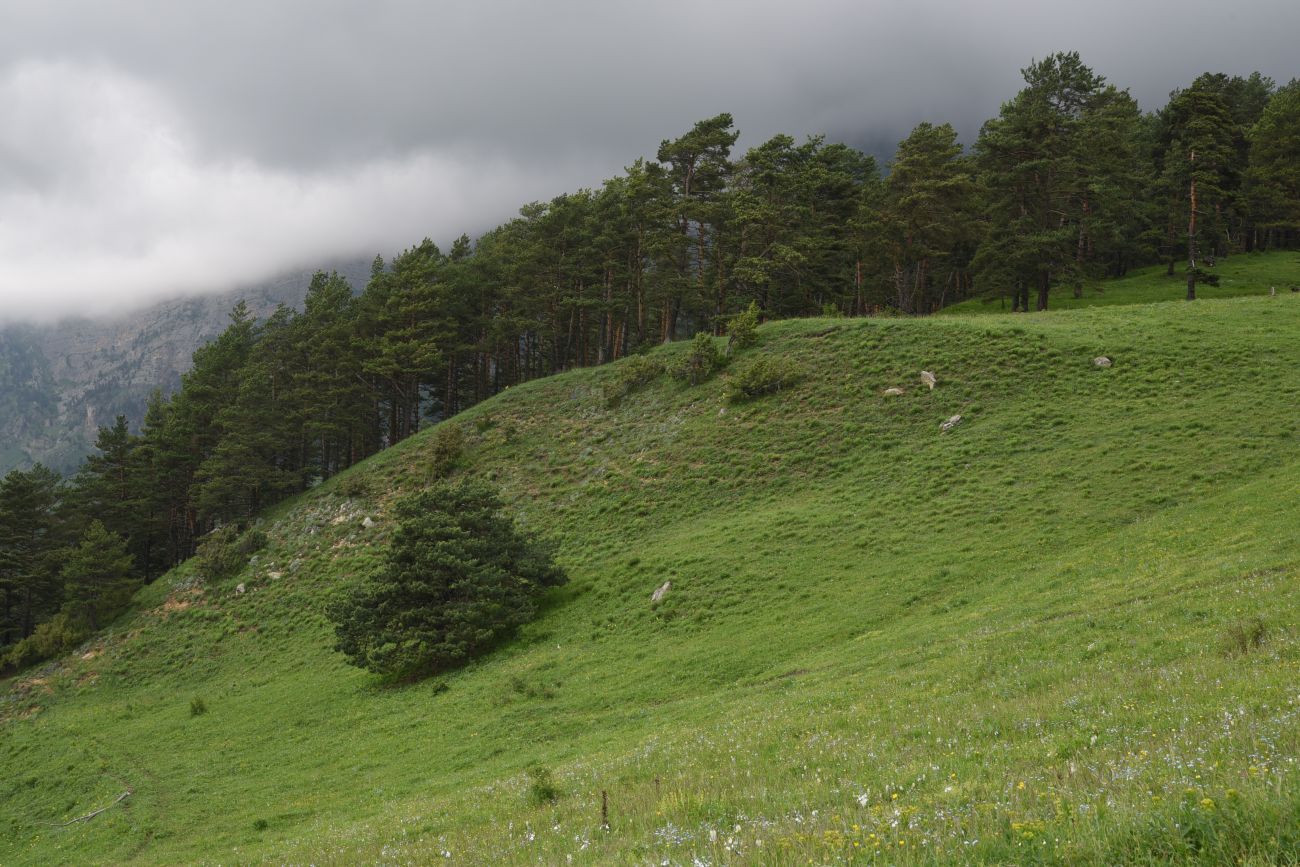 Окрестности урочища Никойте, image of landscape/habitat.