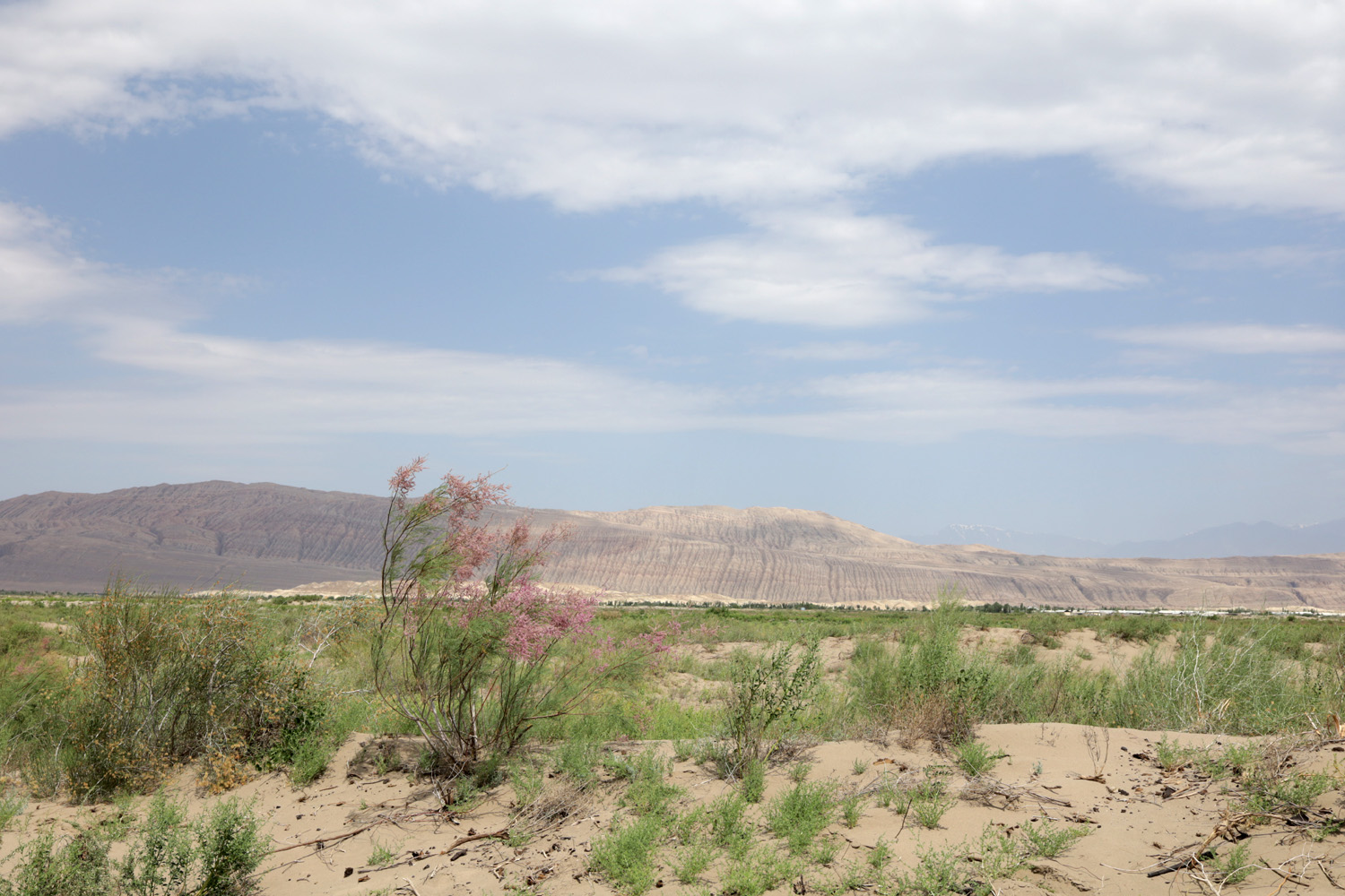 Окрестности кишлака Шадаказык, image of landscape/habitat.