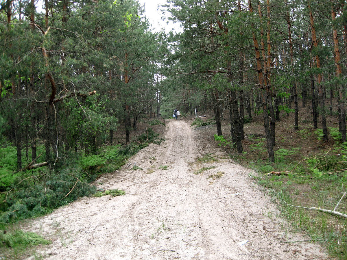 Лесники, боровая часть, image of landscape/habitat.